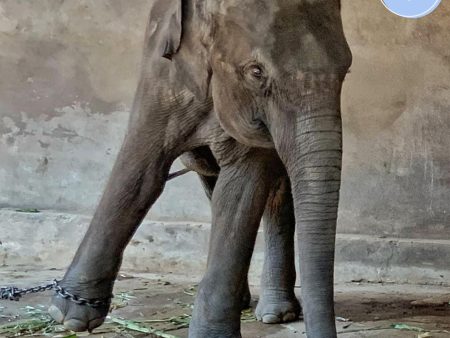 Project Peril: Save Elephants from Starvation Fashion